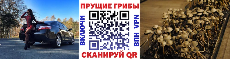Псилоцибиновые грибы MAGIC MUSHROOMS  Тверь 